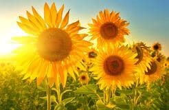 Daylighting