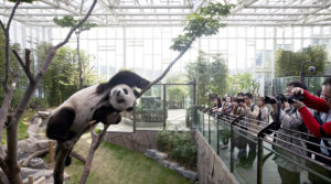 Everland_Panda_01